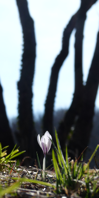 Tesserete, Frühlingserwachen in der Capriasca