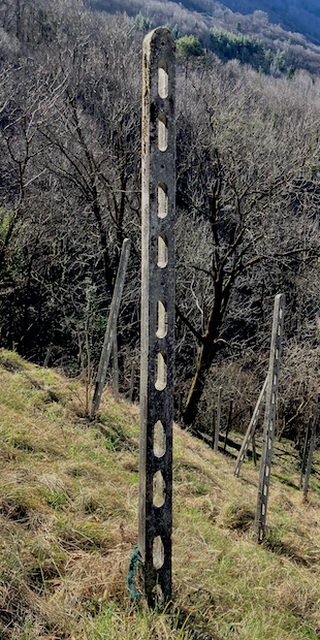 Am Berg von Camorino, Camorino, in einem Rebberg, Foto: Bernhard Graf