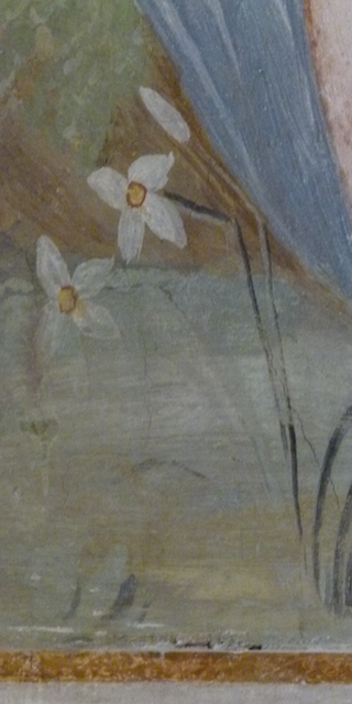 Lugano 5, Narcissus verbanensis 