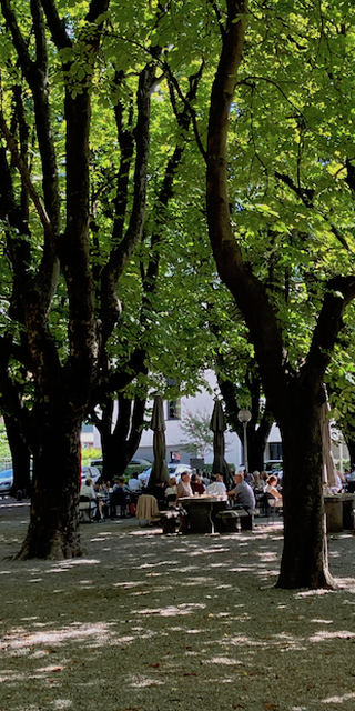 Bellinzona 5, Unter den Bäumen des Grottino Ticinese lässt sich trefflich bianconisieren...