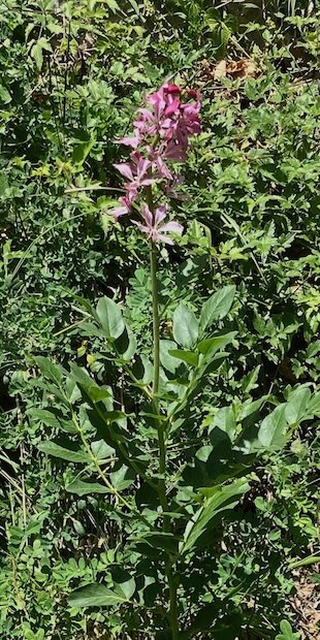 Kleine Flora von Gandria, 3, Foto: Bernhard Graf
