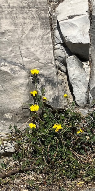 Kleine Flora von Gandria, 4, Foto: Bernhard Graf