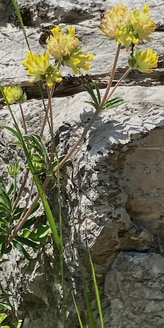 Kleine Flora von Gandria, 5, Foto: Bernhard Graf