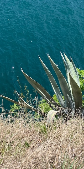 Kleine Flora von Gandria, 7, Foto: Bernhard Graf