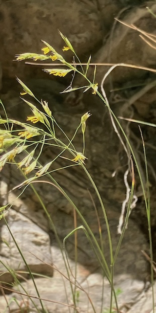 Kleine Flora von Gandria, 6, Foto: Bernhard Graf