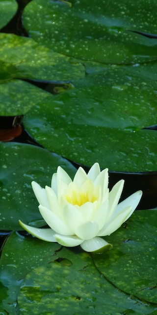 Gartenlust 4, Foto: Bernhard Graf