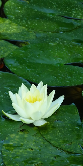 Gartenlust