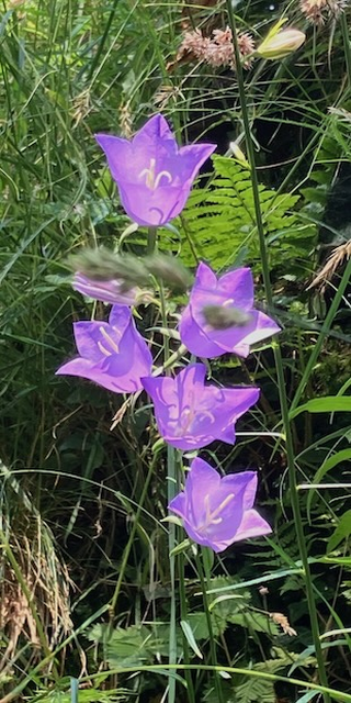 Viali d'Oro - In der Heimat von Francesco Chiesa, 20 "Glockenblumen" verschiedenster Art nennt die&nbsp;Flora Helvetica.